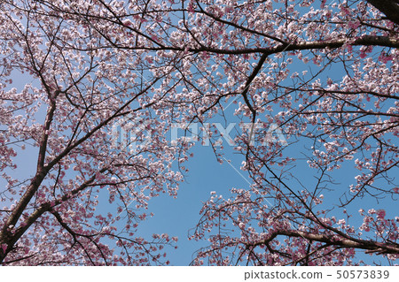 Cherry Blossoms	 50573839