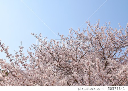 Cherry Blossoms Cherry Blossoms 50573841
