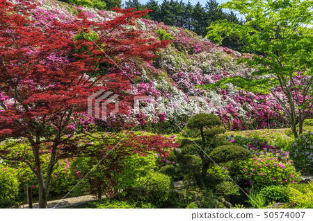 Mimuroto-dera Azalea fresh green 50574007