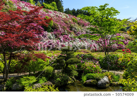 Mimuroto-dera Azalea fresh green 50574009