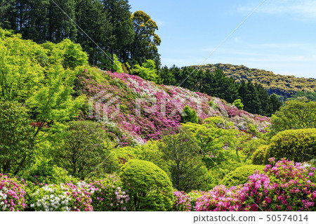 Mimuroto-dera Azalea fresh green 50574014