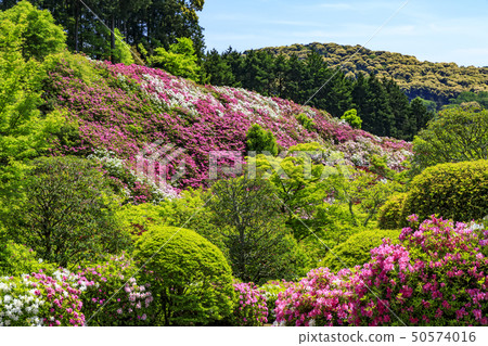 Mimuroto-dera Azalea fresh green 50574016
