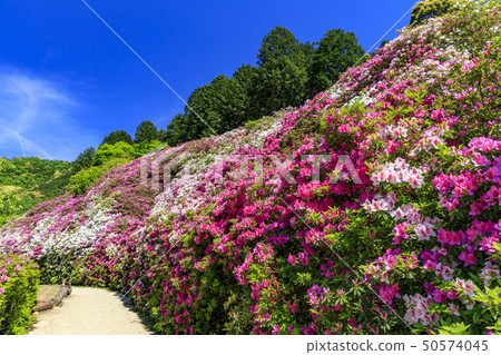 Mimuroto-dera Azalea fresh green 50574045