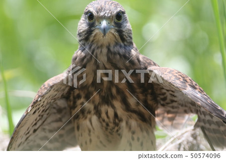 Chicks of butterfly Chicks of butterfly 50574096