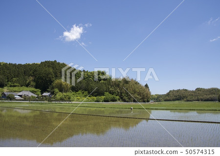 Rice planting season 50574315