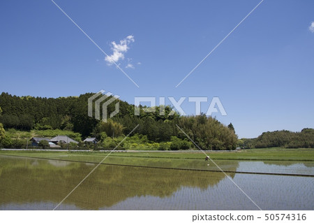 Rice planting season 50574316