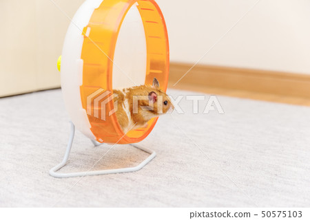 金倉鼠 金倉鼠 50575103