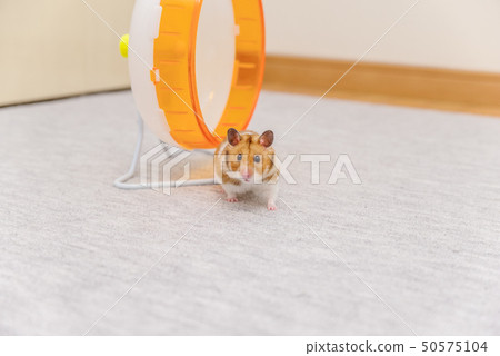 金倉鼠 50575104