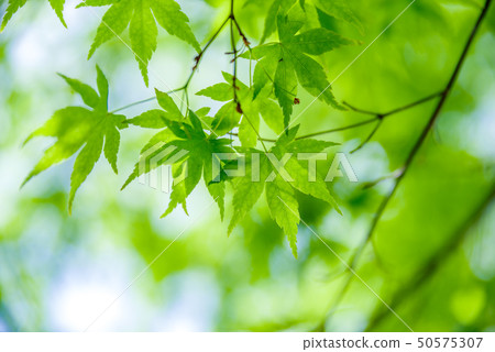 Fresh green · eco Fresh green · eco 50575307
