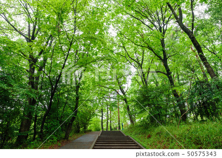 Fresh green · eco Fresh green · eco 50575343