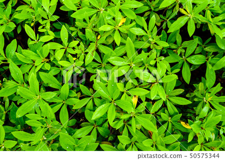 Fresh green · eco Fresh green · eco 50575344