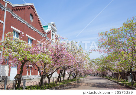 櫻花和薄荷博物館 櫻花和薄荷博物館 50575389