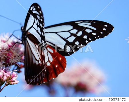Migratory butterfly "Asagi Madara" close-up Migratory butterfly "Asagi Madara" close-up 50575472