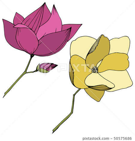 Vector Magnolia foral botanical flowers. Purple and yellow engraved ink art. Isolated magnolia Vector Magnolia foral botanical flowers. Purple and yellow engraved ink art. Isolated magnolia 50575686