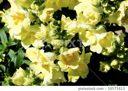 Snapdragon黃色花 Snapdragon黃色花 50575813