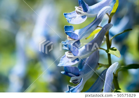 Ezoengosaku 50575829