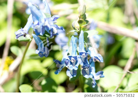 Ezoengosaku 50575832