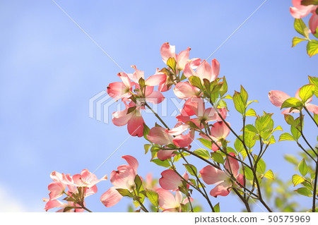 山茱wood在藍藍的天空和粉紅色 50575969