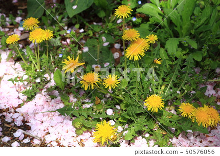 蒲公英花和櫻桃花瓣 蒲公英花和櫻桃花瓣 50576056