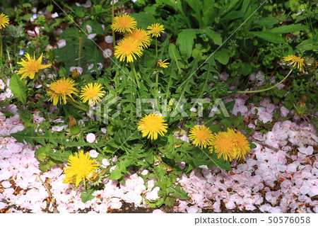 蒲公英花和櫻桃花瓣 蒲公英花和櫻桃花瓣 50576058