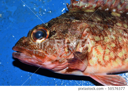 Bamboo face 50576377