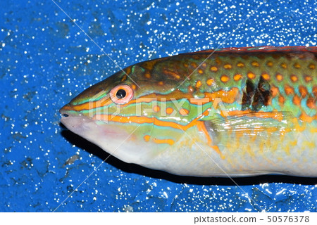 Male Kyusen 50576378