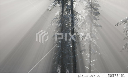 Misty Fog in Pine Forest on Mountain Slopes 50577461