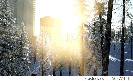 sity and forest in snow at sunrise sity and forest in snow at sunrise 50577466