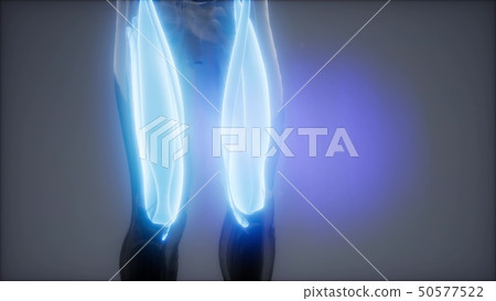 thigh muscles - Visible muscle anatomy map 50577522