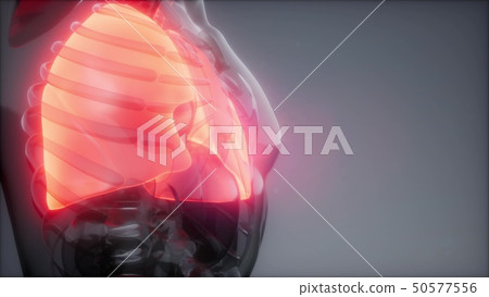 Human Lungs Radiology Exam Human Lungs Radiology Exam 50577556