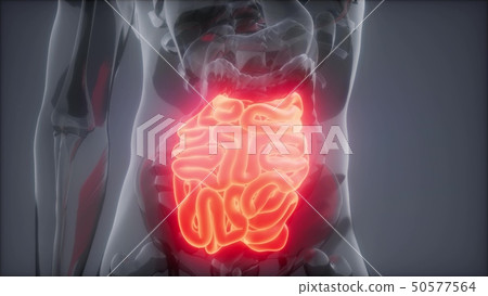 Human Small Intestine Radiology Exam 50577564