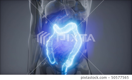Human Colon Radiology Exam 50577565
