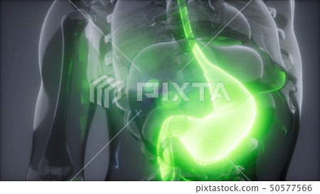 Human Stomach Radiology Exam 50577566