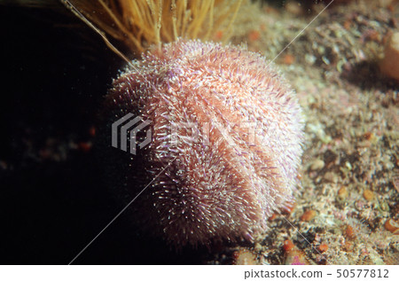 shore sea urchin shore sea urchin 50577812