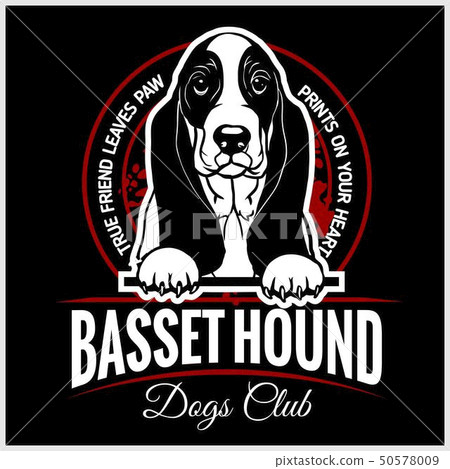 Basset Hound - vector illustration for t-shirt, logo and template badges Basset Hound - vector illustration for t-shirt, logo and template badges 50578009