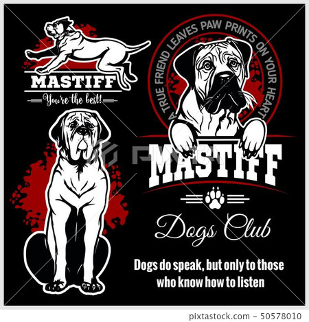 Mastiff - vector set for t-shirt, logo and template badges 50578010
