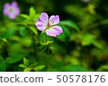 Wildflower 50578176