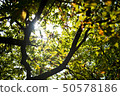 Dazzling sunshine 50578186
