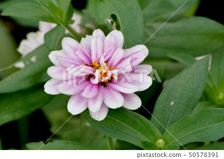 在三鷹中原的淺紫色雙開花百日草綻放 在三鷹中原的淺紫色雙開花百日草綻放 50578391