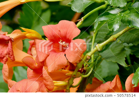 Orange novy Kazura blooming in Mitaka Nakahara 50578514