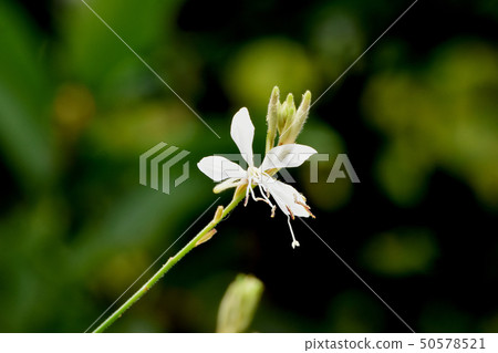 在三鷹中原開花的白色Gaura 50578521