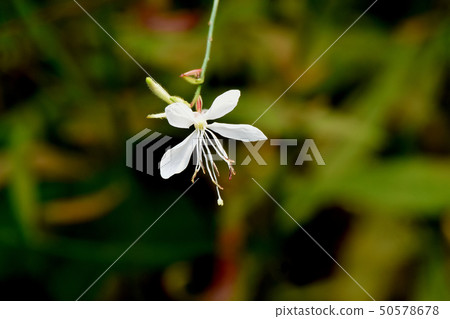 在三鷹中原開花的白色Gaura 在三鷹中原開花的白色Gaura 50578678