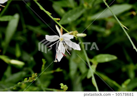 在三鷹中原開花的白色Gaura 50578681