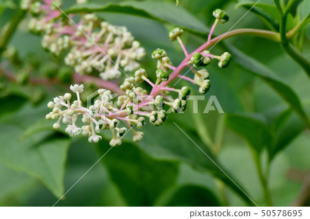 The unripe ripened pokeweed fruit and white flowers to be in Mishima Nakahara The unripe ripened pokeweed fruit and white flowers to be in Mishima Nakahara 50578695