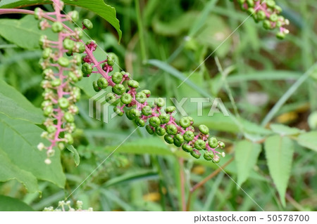 將成為三島中原的未成熟的商陸果實 將成為三島中原的未成熟的商陸果實 50578700