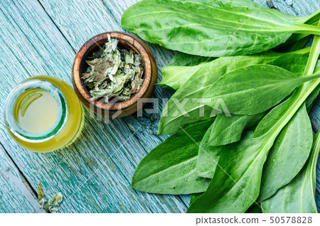 Plantain-valuable medicinal plants 50578828