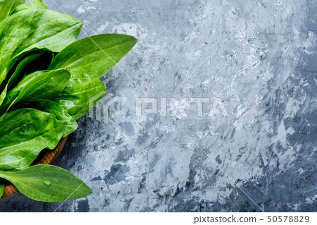 Plantain-valuable medicinal plants 50578829