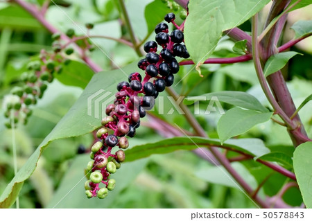 The fruit of the pokeweed that grows black in Mitaka Nakahara 50578843