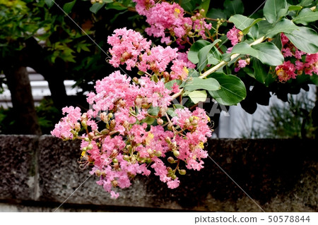 Pink Sulli flowers blooming in Mitaka Nakahara Pink Sulli flowers blooming in Mitaka Nakahara 50578844
