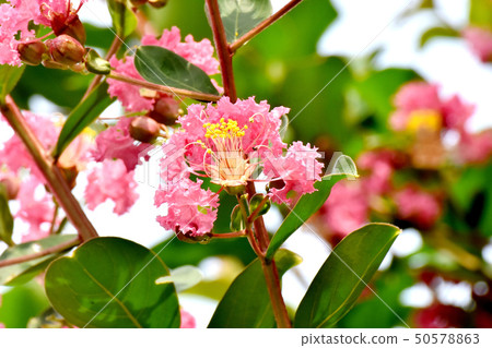 Pink Sulli flowers blooming in Mitaka Nakahara 50578863